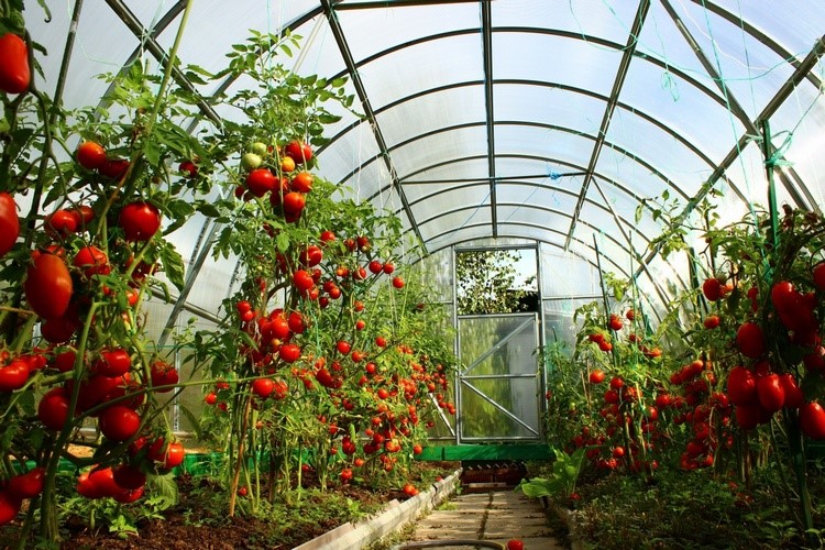 подготовка теплицы к посадке томатов